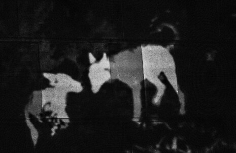 Photo 4 Photo du spectacle "Manières d'être vivant" de Clara Hédouin